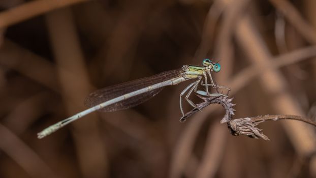 A Dragonfly Perched on a Wilted Flower