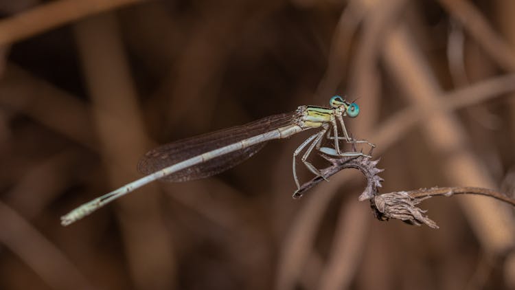 A Dragonfly Perched On A Wilted Flower