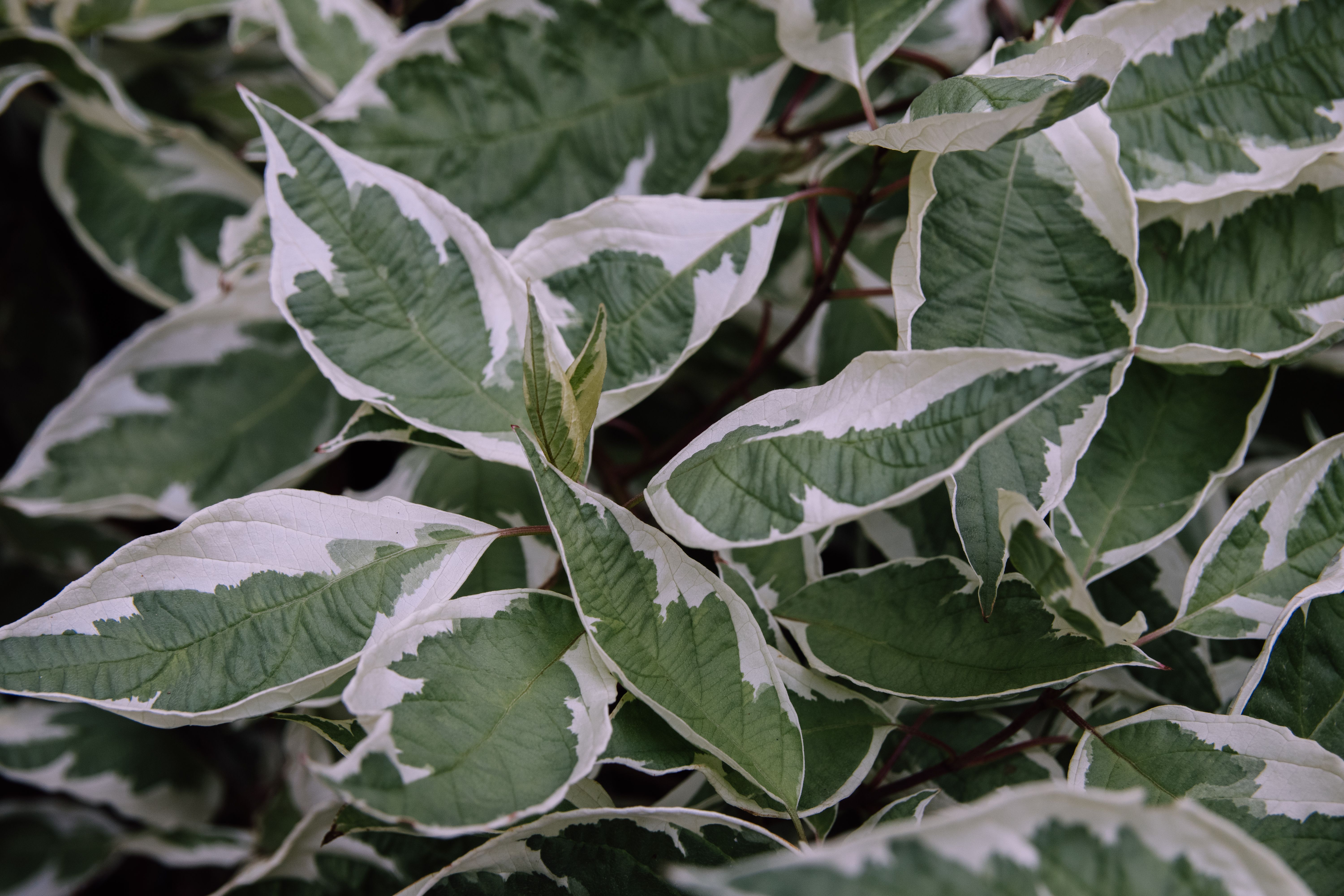 A detailed close-up of variegated green and white leaves in natural light