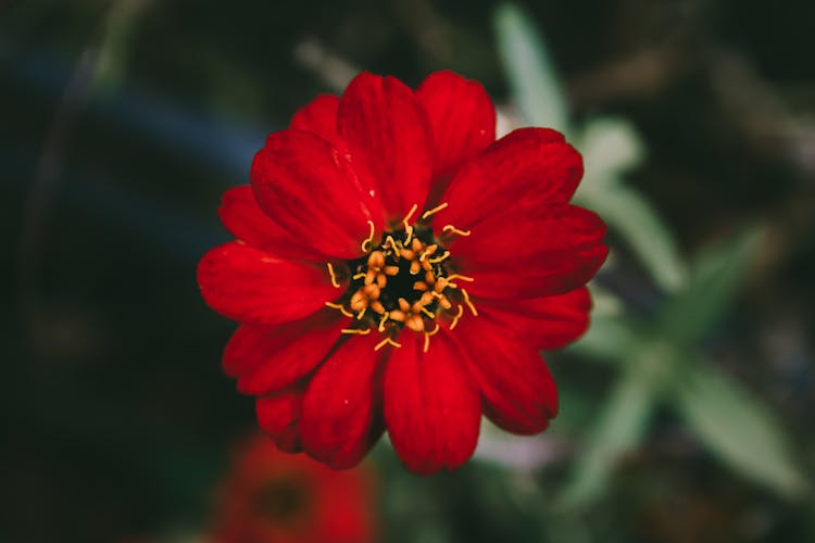 Red Zinnia Flower