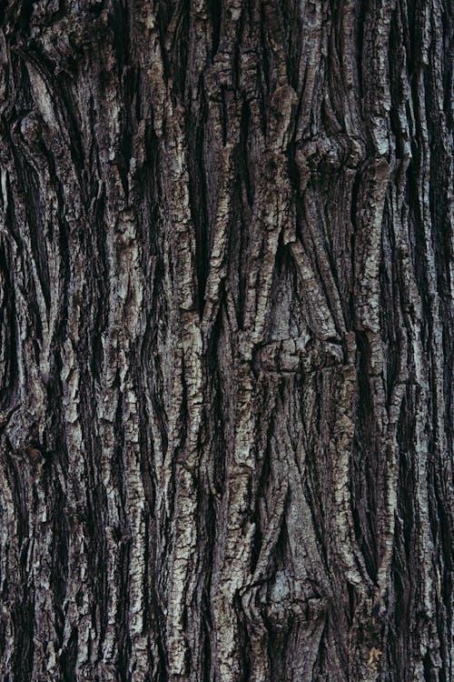 Textured Tree Bark Wallpaper 