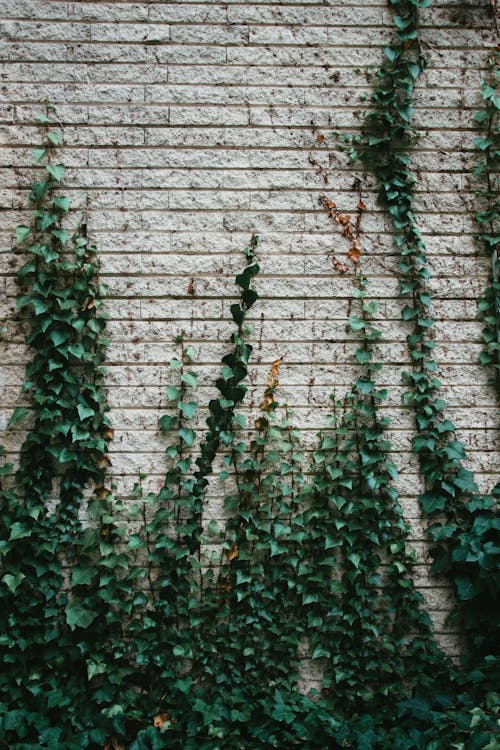 Ivy And Brick Photos, Download The BEST Free Ivy And Brick Stock Photos ...
