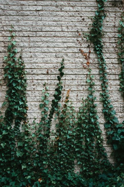 Vertical shot of green ivy clinging to a textured brick wall outdoors.
