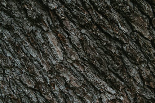 무료 거친, 나무, 나무 껍질의 무료 스톡 사진