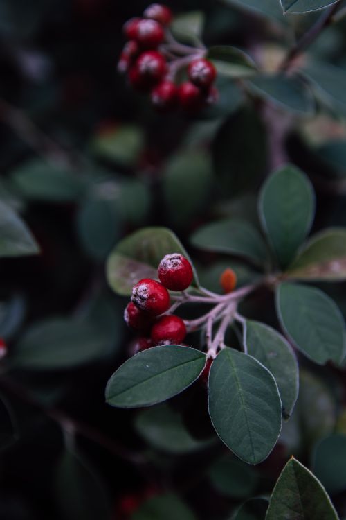 Free A focused image of vibrant red berries on lush green leaves creating a natural, serene atmosphere. Stock Photo