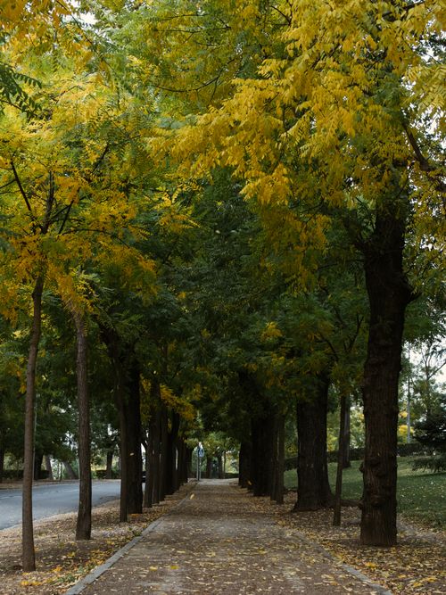 Free Peaceful sidewalk with vibrant yellow tree canopy in autumn. Stock Photo