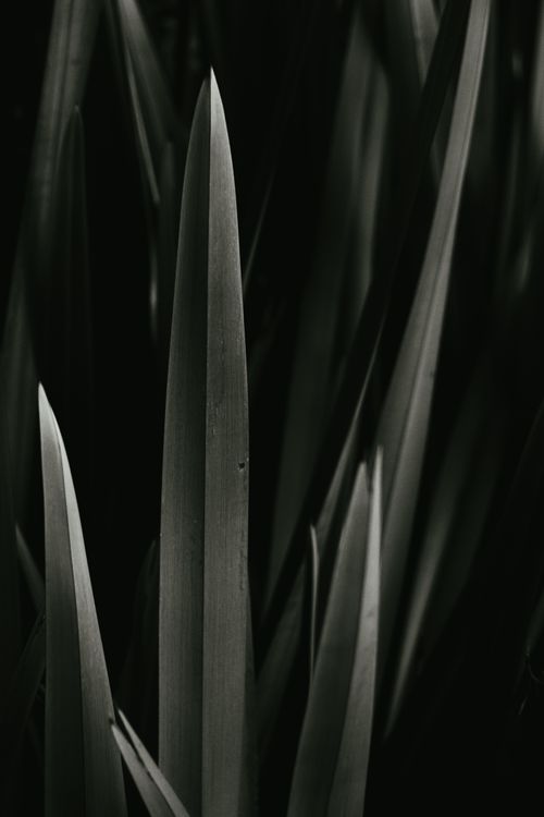 Free Artistic black and white photo of grass blades creates a dramatic nature scene. Stock Photo