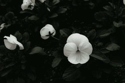 Gratuit Imagine de stoc gratuită din centrale, creștere, flori Fotografie de stoc
