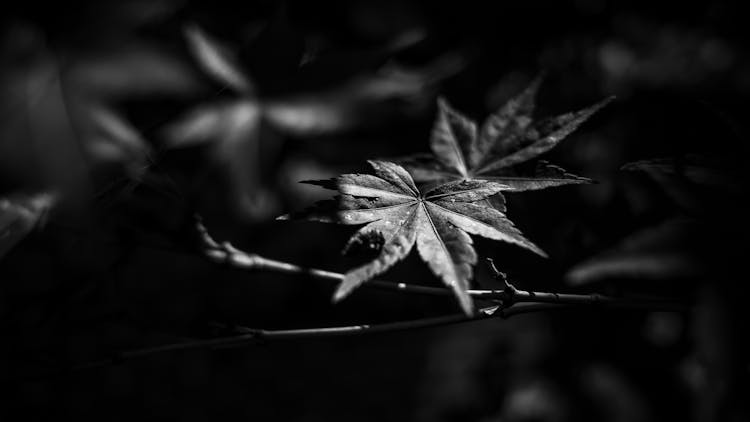 Black And White Photo Of A Maple Leaf