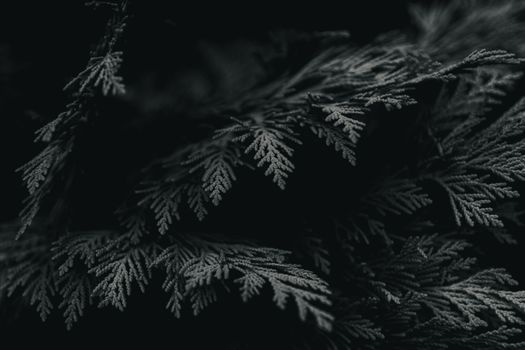 A dark and moody close-up of lush evergreen branches, offering a nature-inspired texture.