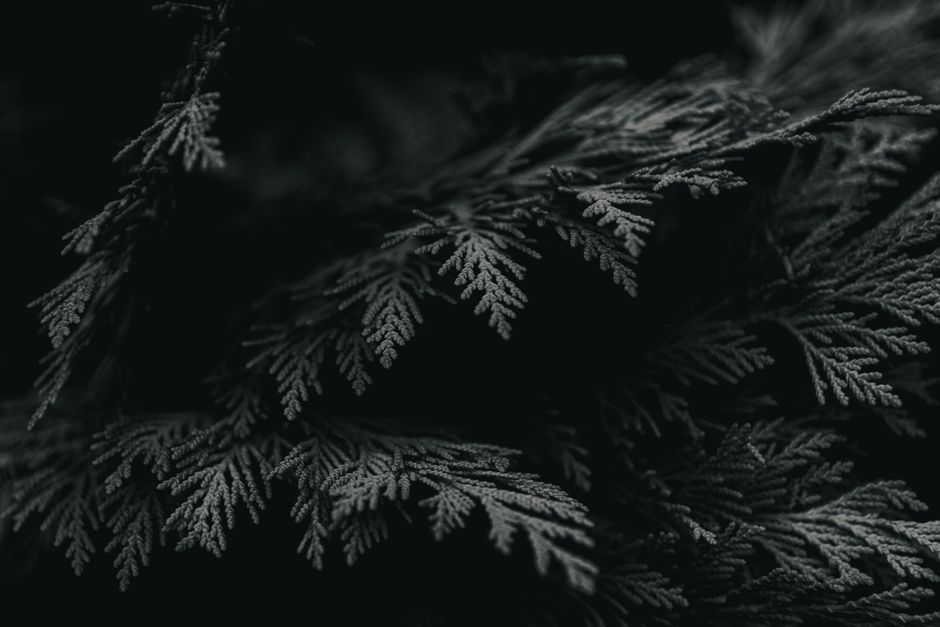 A dark and moody close-up of lush evergreen branches, offering a nature-inspired texture.