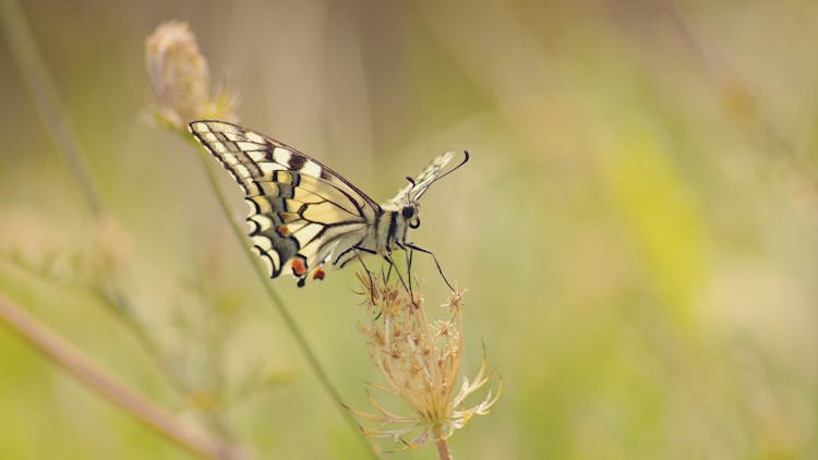 Papilio Machaon On Dry Thin Flower