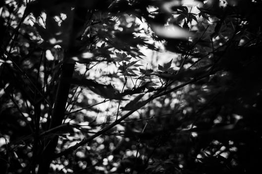 Artistic black and white image of tree branches and maple leaves with natural light filtering through.