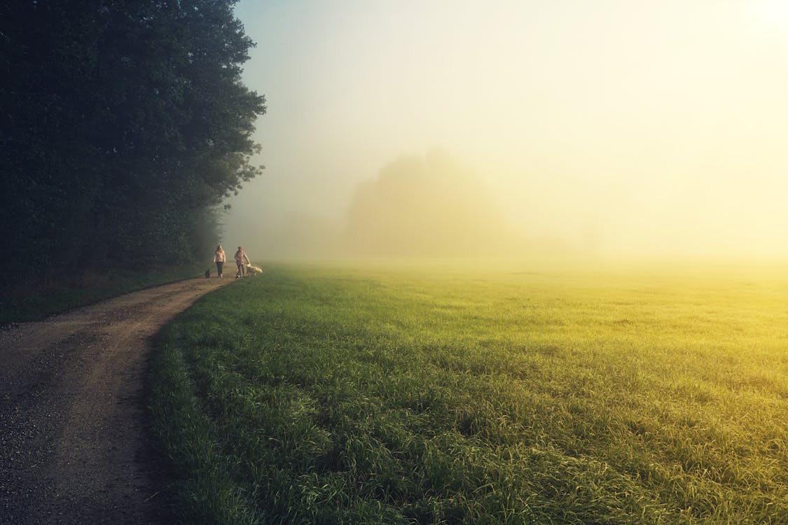 Gratis stockfoto met bomen, groen gras, landelijk