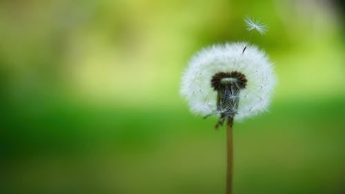 Dandelion in Close Up Photography
