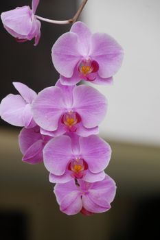紫丁香蝴蝶兰的特写，展现了它们花瓣的复杂之美