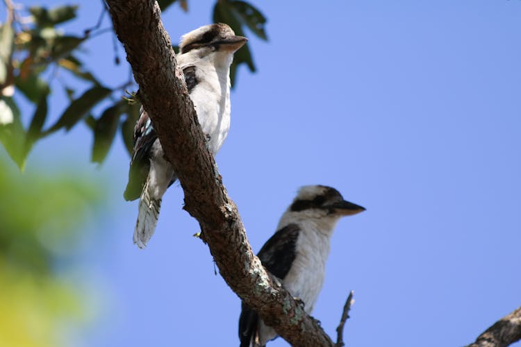 White And Black Bird On Brown Tree Branch