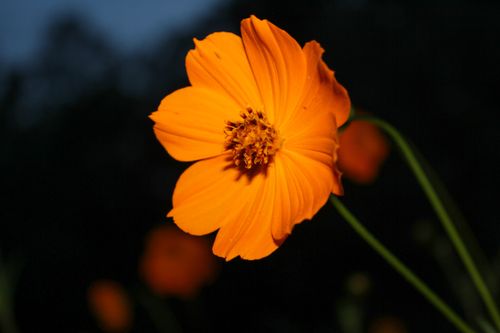 Free Close-up view of a bright orange sulfur cosmos flower in full bloom against a dark background. Stock Photo