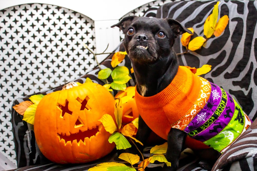 Black dog wearing a colorful Halloween sweater beside a carved pumpkin