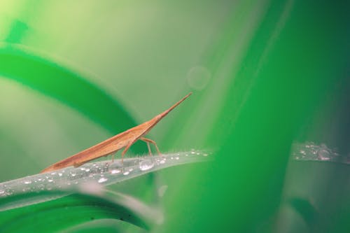 Gratis lagerfoto af Asien, atractomorpha, biologi