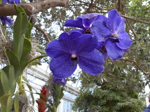 Free stock photo of blue orchid