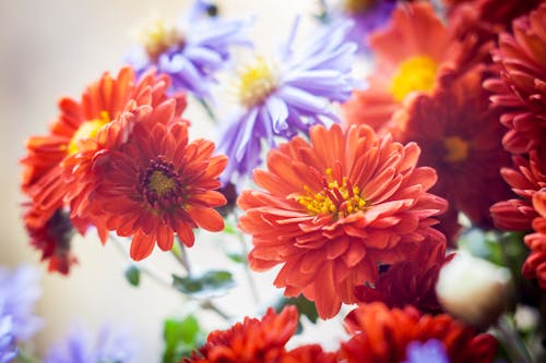 Free stock photo of bouquet, chrysanthemums, clever