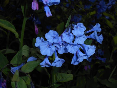 Free stock photo of blue beauty