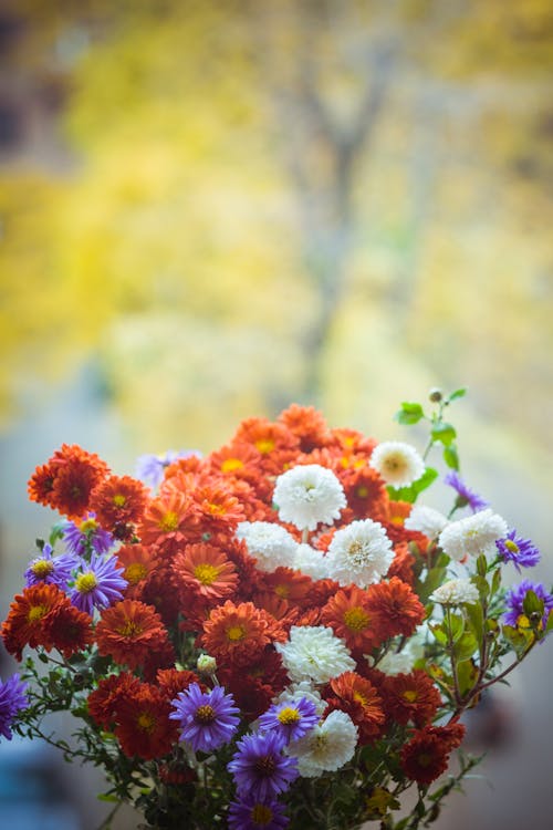Ücretsiz Kırmızı, Beyaz Ve Mor çiçekler Stok Fotoğraflar