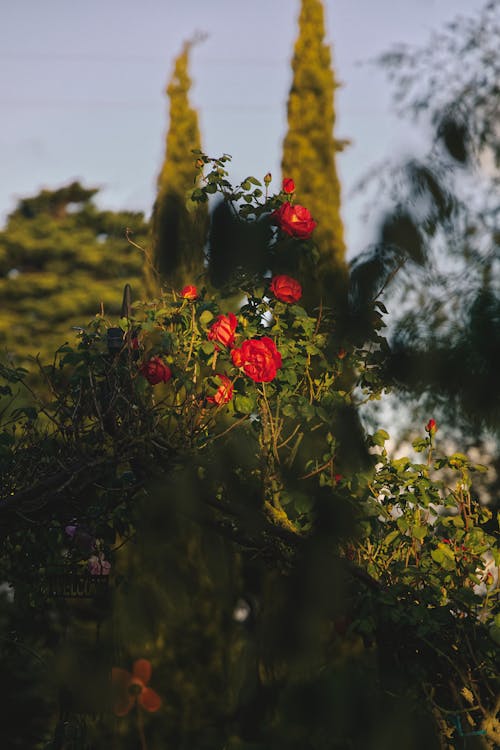垂直拍摄, 紅色的花朵, 綻放的花朵 的 免费素材图片
