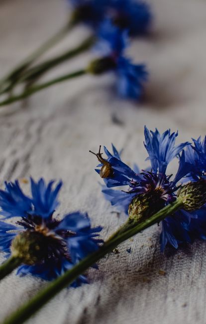 Detailed view of vibrant blue cornflowers against a textured surface, exuding natural beauty.