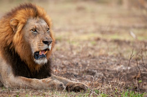 うそ, ライオン, 動物の無料の写真素材