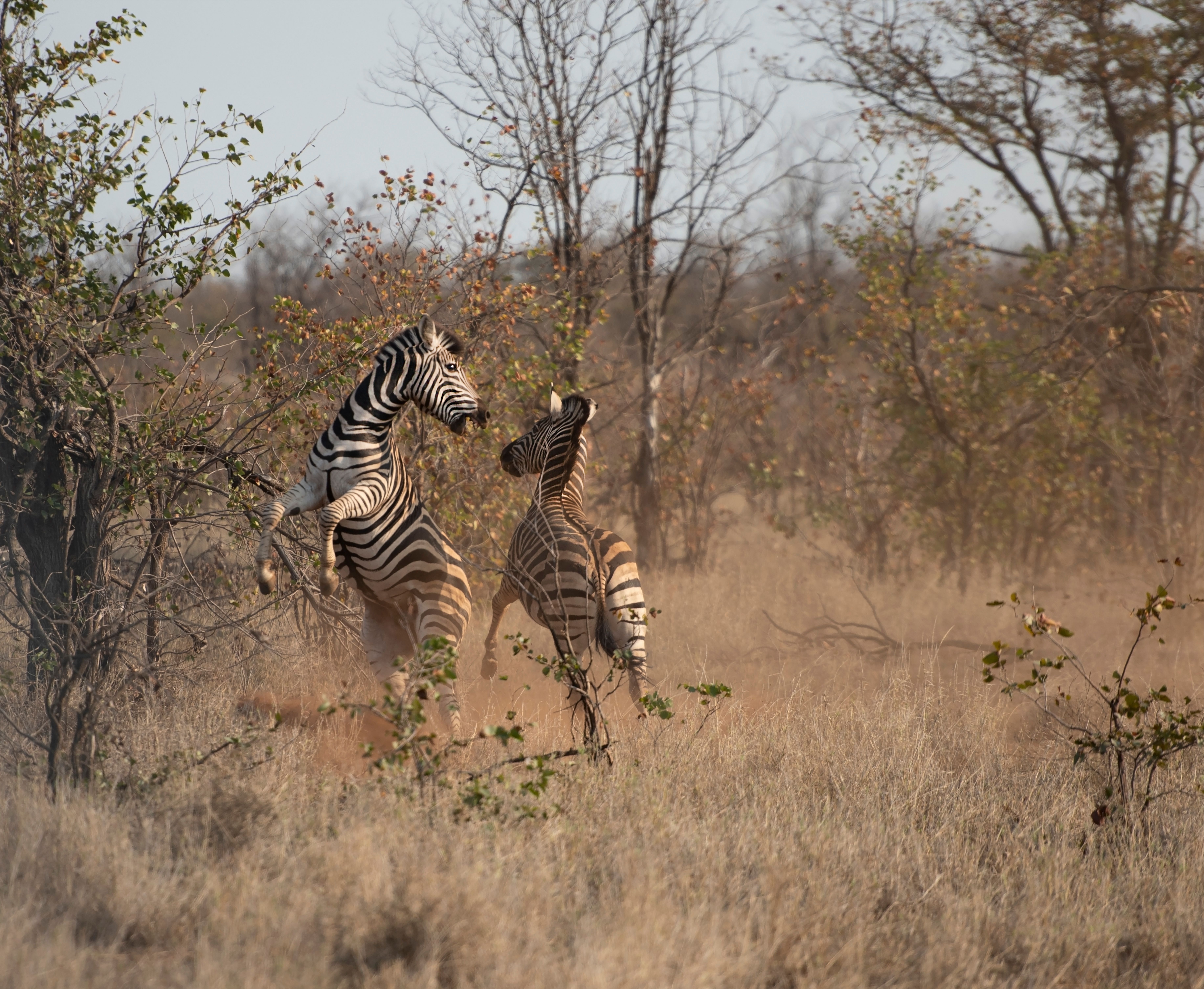 Two zebras frolicking in the wild savanna of South Africa, showcasing natural wildlife behavior.