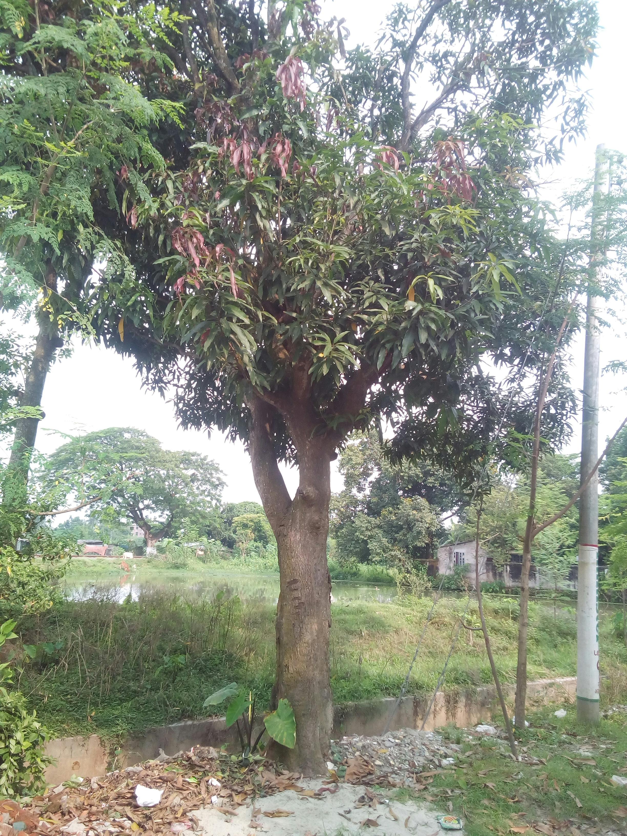 Free stock photo of Mango Tree in Bangladesh