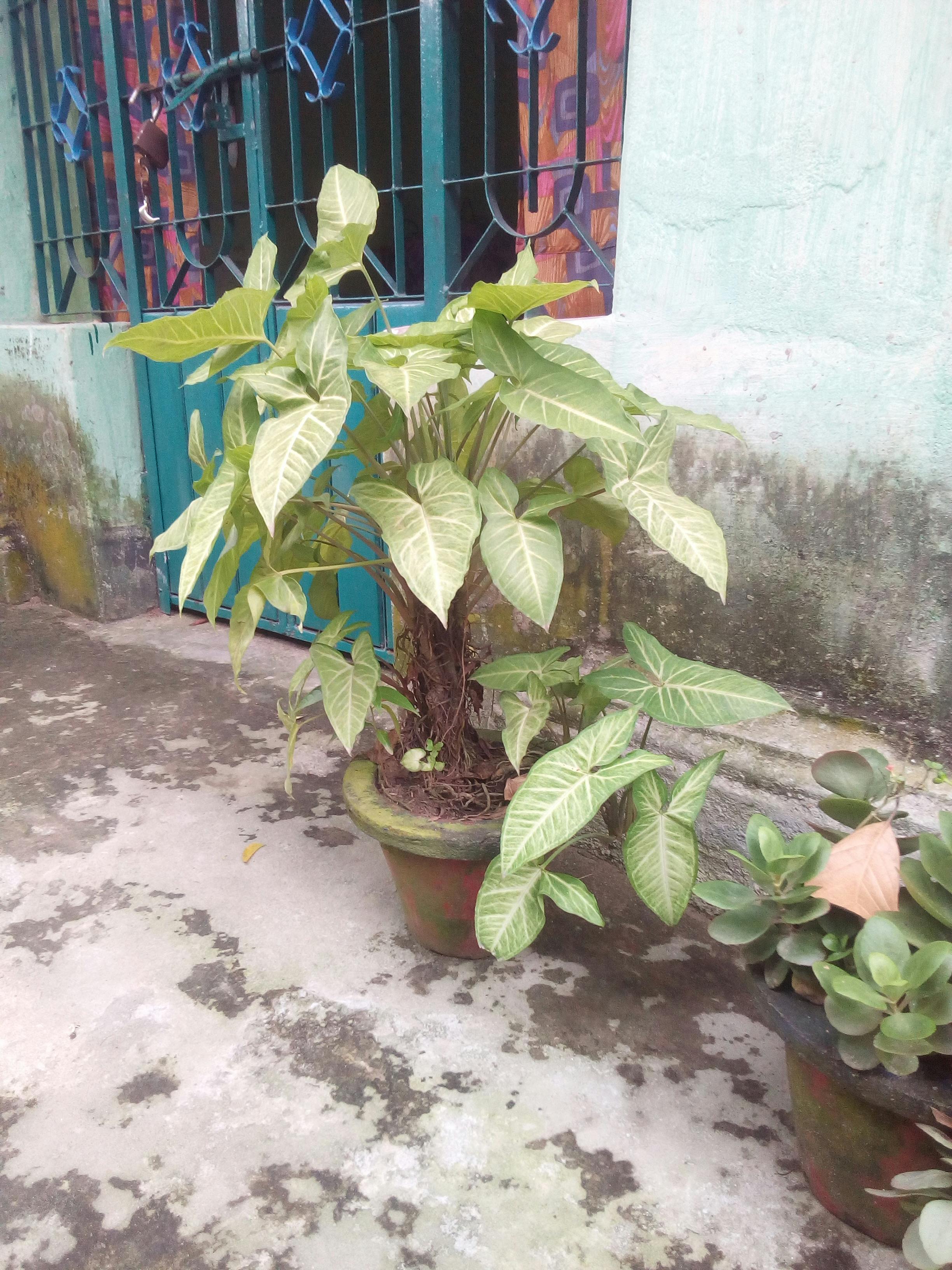 Kostenloses Foto zum Thema: blumengarten