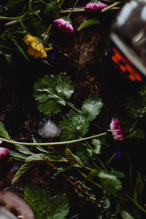 Free Close-up of vibrant flowers and leaves with melting ice on a dark surface, creating a moody atmosphere. Stock Photo