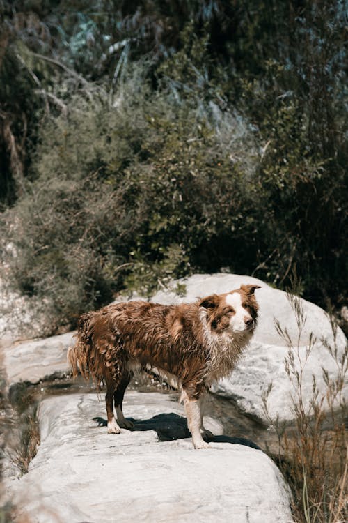 200.000+ melhores imagens de Cão Na Água · Download 100% grátis · Fotos  profissionais do Pexels