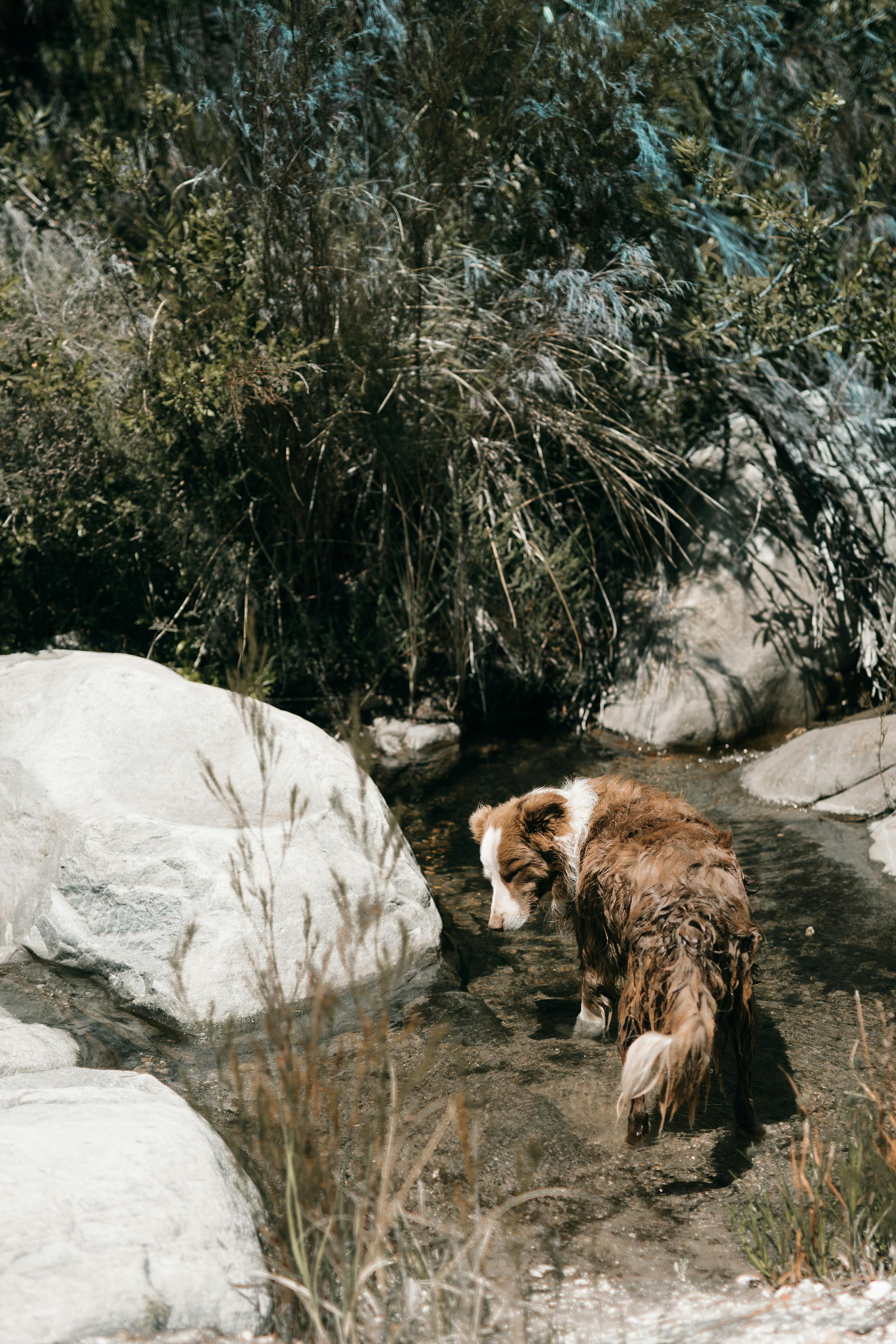 A Dog Walking on Water Near the Rock · Free Stock Photo