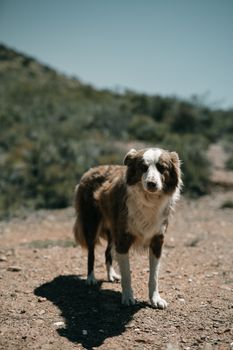 阳光明媚的户外小路上，站着一条迷人的边境牧羊犬，非常适合宠物爱好者