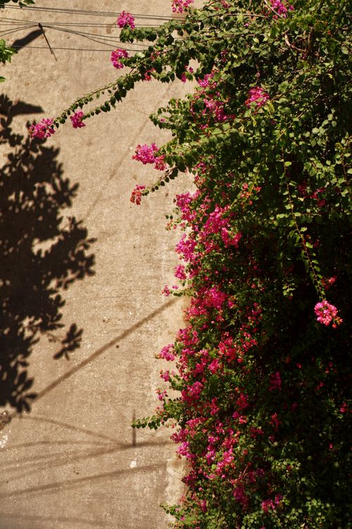 Free Bright pink bougainvillea flowers climbing a concrete wall with dramatic shadows. Stock Photo