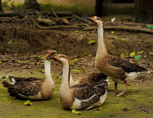 A Group of Geese on a Mossy Ground with Fallen Leaves