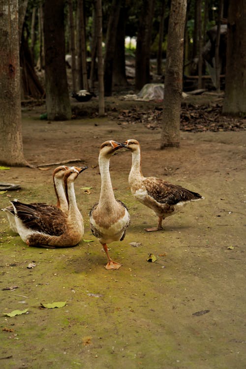 Free Flock of Geese Outdoor Stock Photo