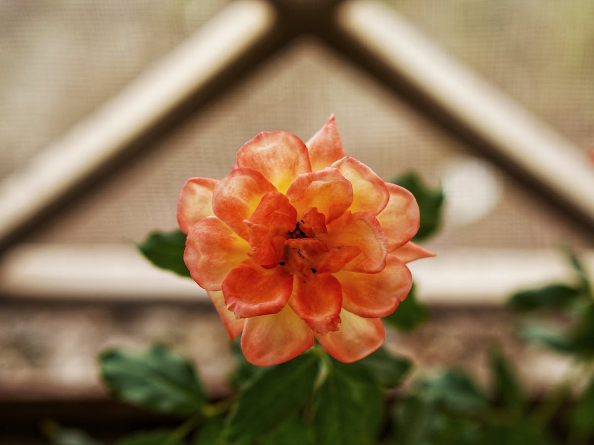Person preparing fresh vegetables in a kitchen as part of a healthy meal
