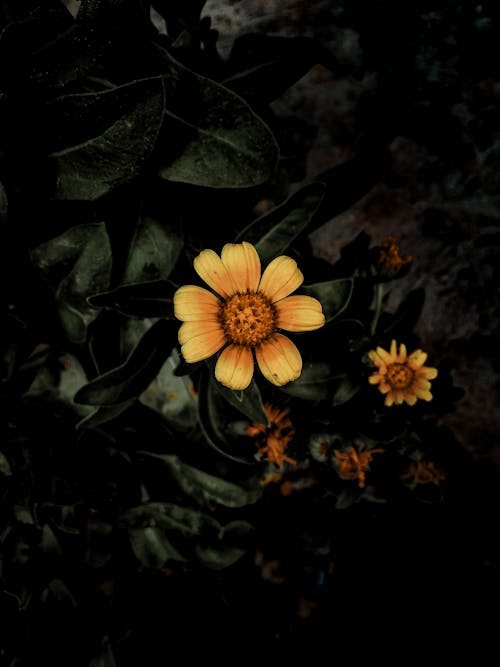 Kostnadsfri bild av blommor, blomning, daisy
