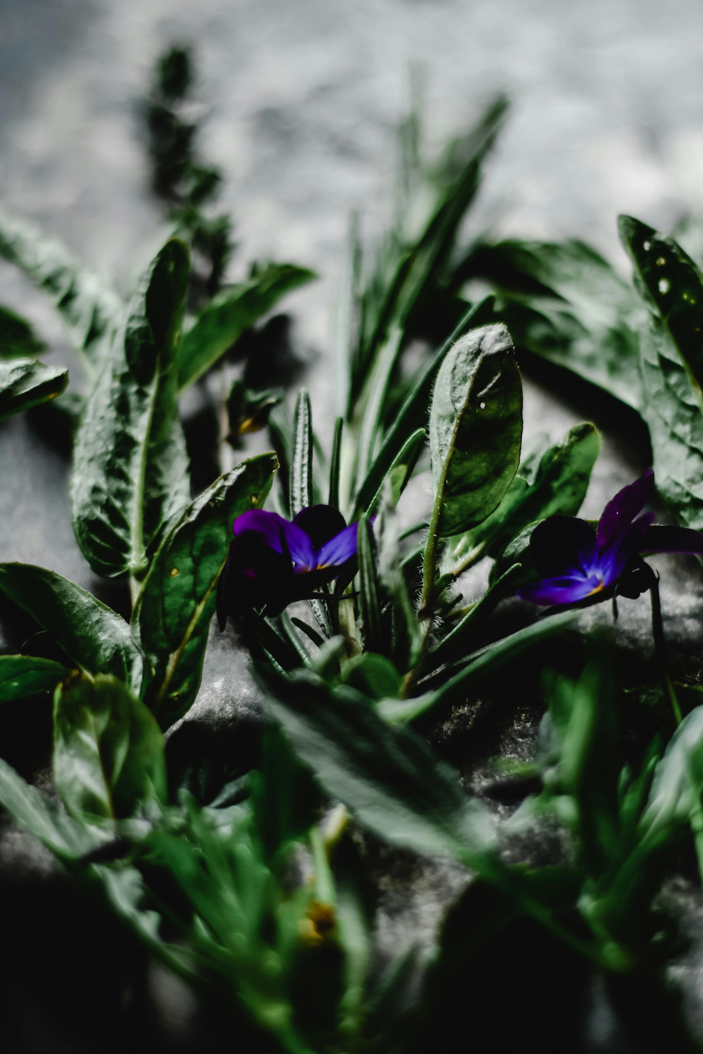 艺术镜头中，郁郁葱葱的绿叶间，充满活力的紫色花朵在喜怒无常的环境中绽放