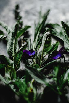 艺术镜头中，郁郁葱葱的绿叶间，充满活力的紫色花朵在喜怒无常的环境中绽放