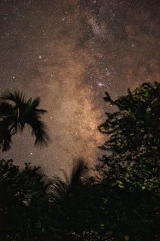 夜空全景中，银河系映衬下的剪影树，是天文爱好者的完美景致