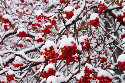 ฟรี คลังภาพถ่ายฟรี ของ rowanberries, ก้าน, น้ำค้างแข็ง คลังภาพถ่าย