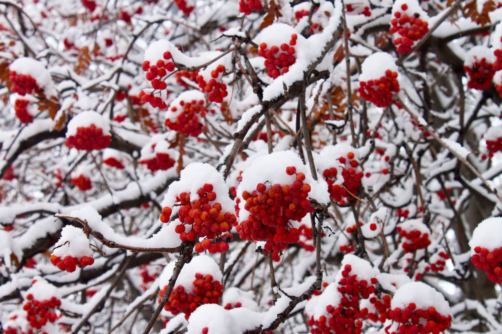 Cranbrrry art: a cranberry in a scarf among snowflakes