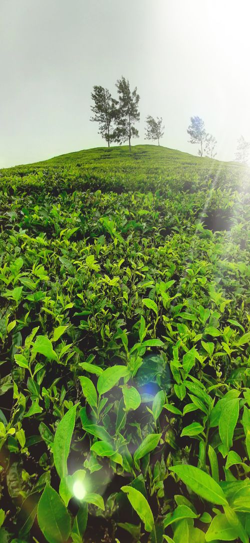 Free stock photo of sky, tea plantation Stock Photo