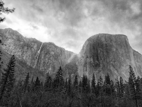 Free Grayscale Photo of Cliff and Pine Trees Stock Photo